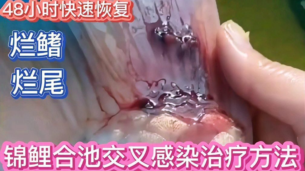 觀賞魚爛鰭后多久能恢復，觀賞魚爛鰭后多久能恢復觀賞魚爛鰭爛尾案例介紹 觀賞魚爛鰭后多久能恢復，觀賞魚爛鰭后多久能恢復觀賞魚爛鰭爛尾案例介紹 龍魚百科