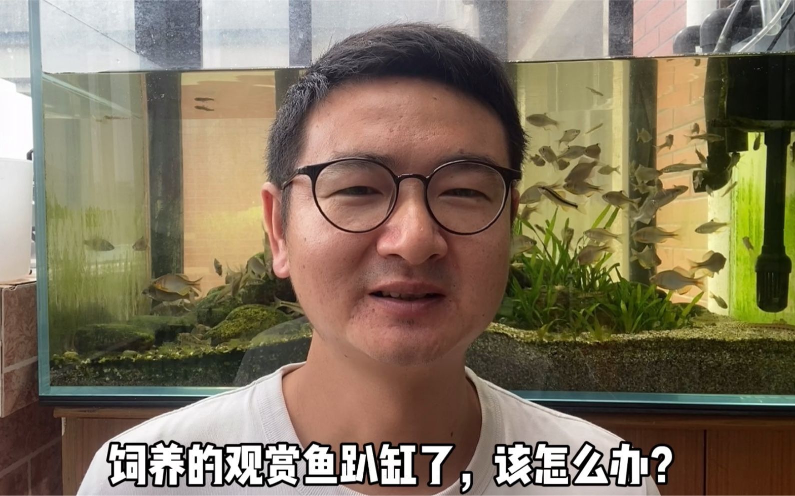 如何緩解魚兒趴缸癥狀，魚兒趴缸不是病，而是一種“求救信號”—— 如何緩解魚兒趴缸癥狀，魚兒趴缸不是病，而是一種“求救信號”—— 龍魚百科 第2張