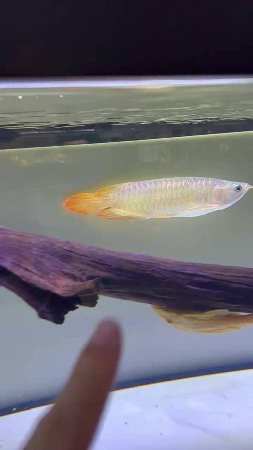 龍魚縮鰭不游多久會恢復？，如何判斷龍魚縮鰭不游
