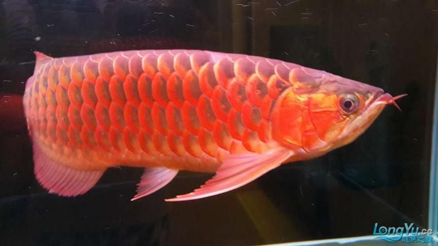 紅龍魚什么品種最好及排名,紅龍魚什么品種最受歡迎 龍魚百科 第16張 紅龍魚什么品種最好及排名,紅龍魚什么品種最受歡迎 紅龍魚什么品種最好及排名,紅龍魚什么品種最受歡迎 龍魚百科 第16張