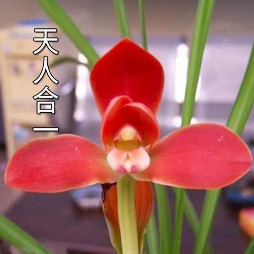 道荷紅龍?zhí)m花的價(jià)格是多少，道荷紅龍?zhí)m花價(jià)格是多少