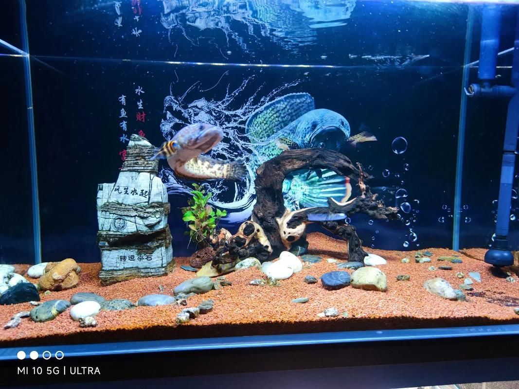 黃金夢幻雷龍魚的價格是多少？，黃金夢幻雷龍魚價格是多少黃金夢幻雷龍魚價格是多少 黃金夢幻雷龍魚的價格是多少？，黃金夢幻雷龍魚價格是多少黃金夢幻雷龍魚價格是多少 龍魚百科 第7張