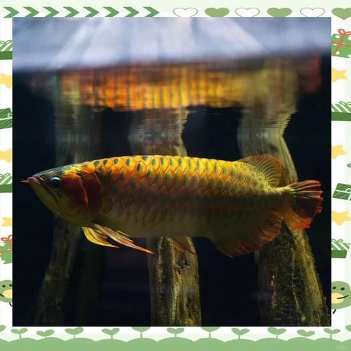 龍魚有哪些品種推薦，全球最受歡迎的十大龍魚品種 龍魚有哪些品種推薦，全球最受歡迎的十大龍魚品種 龍魚百科 第6張