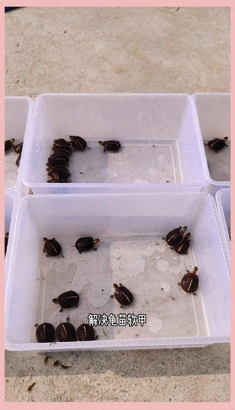 如何判斷烏龜是否缺營養，如何判斷烏龜是否缺營養缺乏營養，烏龜是否缺營養 如何判斷烏龜是否缺營養，如何判斷烏龜是否缺營養缺乏營養，烏龜是否缺營養 龍魚百科 第1張