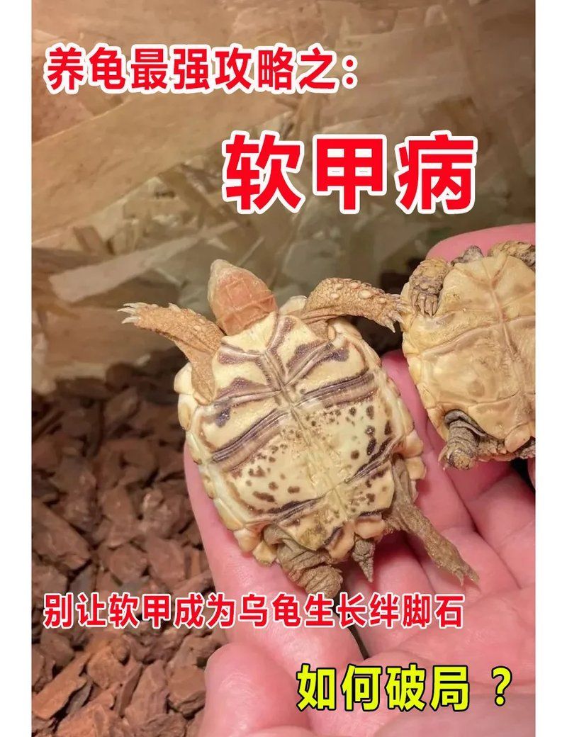 如何判斷烏龜是否缺營養，如何判斷烏龜是否缺營養缺乏營養，烏龜是否缺營養 如何判斷烏龜是否缺營養，如何判斷烏龜是否缺營養缺乏營養，烏龜是否缺營養 龍魚百科 第2張