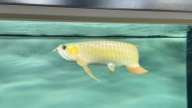 如何搜索更多龍魚吃食視頻，———系統化指南（——系統化指南）
