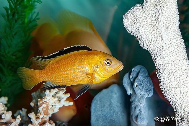 加鹽治療金龍魚(yú)疾病的具體步驟是什么？，加鹽治療金龍魚(yú)加鹽治療金龍魚(yú)疾病的具體步驟是什么 加鹽治療金龍魚(yú)疾病的具體步驟是什么？，加鹽治療金龍魚(yú)加鹽治療金龍魚(yú)疾病的具體步驟是什么 龍魚(yú)百科 第2張