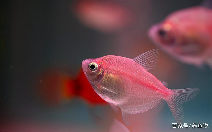 加鹽治療金龍魚(yú)疾病的具體步驟是什么？，加鹽治療金龍魚(yú)加鹽治療金龍魚(yú)疾病的具體步驟是什么 加鹽治療金龍魚(yú)疾病的具體步驟是什么？，加鹽治療金龍魚(yú)加鹽治療金龍魚(yú)疾病的具體步驟是什么 龍魚(yú)百科 第3張