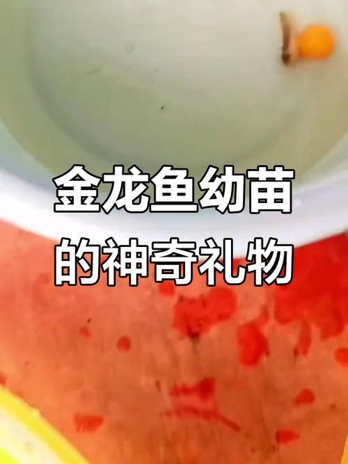 如何在拼多多上找到可靠的龍魚幼苗商家？，如何在拼多多上尋找可靠的龍魚幼苗商家