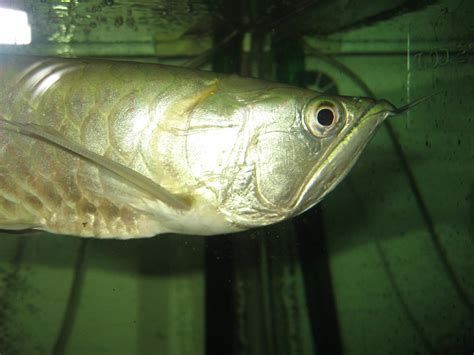龍魚抖抖的梗與哪些文化現(xiàn)象相關，龍魚抖抖的梗與哪些文化現(xiàn)象相關龍魚抖抖梗與哪些文化現(xiàn)象相關 龍魚抖抖的梗與哪些文化現(xiàn)象相關，龍魚抖抖的梗與哪些文化現(xiàn)象相關龍魚抖抖梗與哪些文化現(xiàn)象相關 龍魚百科 第1張
