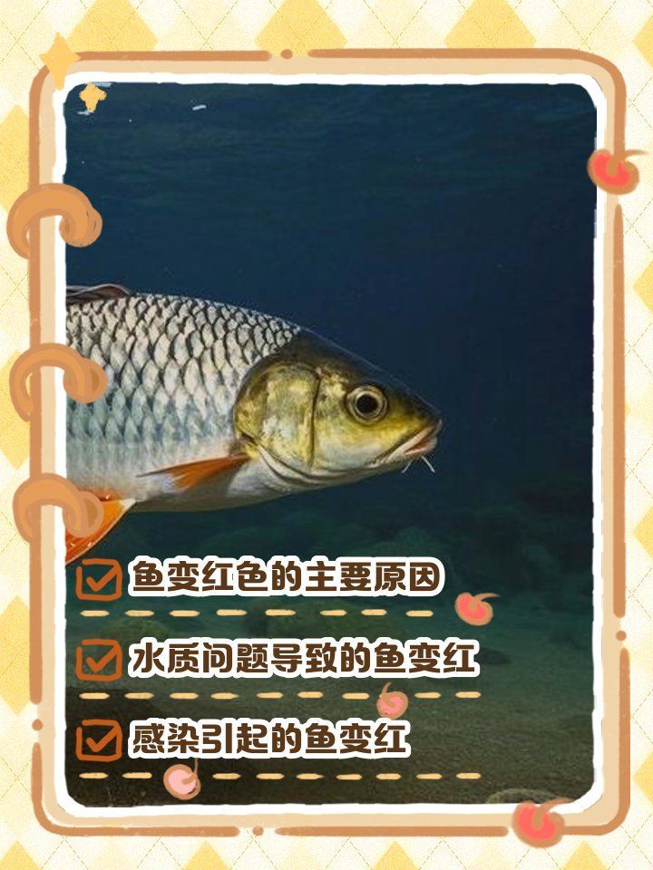魚鱗變紅滲血如何護(hù)理，魚鱗變紅滲血如何護(hù)理調(diào)用工具 魚鱗變紅滲血如何護(hù)理，魚鱗變紅滲血如何護(hù)理調(diào)用工具 龍魚百科 第2張