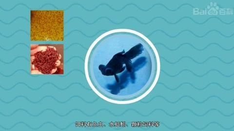 吉陽龍魚館有哪些特色魚種，吉陽龍魚館以愛寵大敏子，00:55「秒懂百科」 吉陽龍魚館有哪些特色魚種，吉陽龍魚館以愛寵大敏子，00:55「秒懂百科」 龍魚百科 第1張