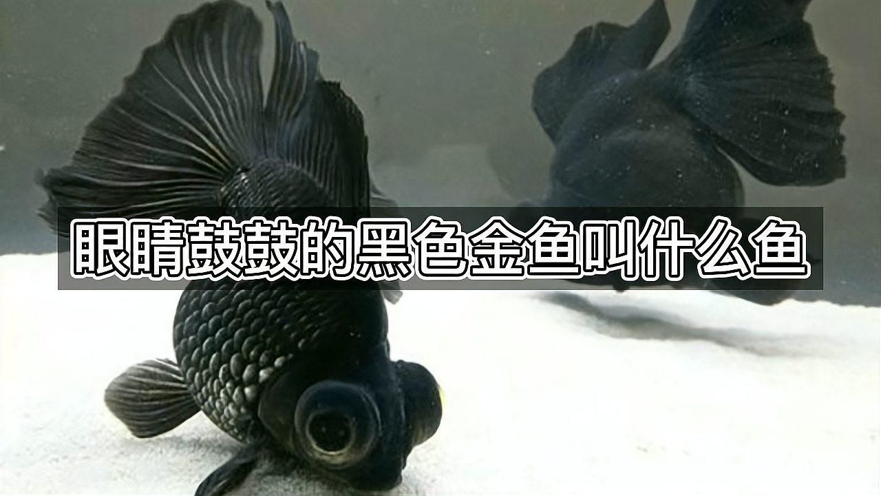 吉陽龍魚館有哪些特色魚種，吉陽龍魚館以愛寵大敏子，00:55「秒懂百科」 吉陽龍魚館有哪些特色魚種，吉陽龍魚館以愛寵大敏子，00:55「秒懂百科」 龍魚百科 第2張