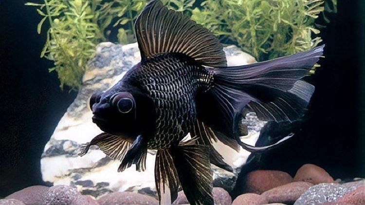 吉陽龍魚館有哪些特色魚種，吉陽龍魚館以愛寵大敏子，00:55「秒懂百科」 吉陽龍魚館有哪些特色魚種，吉陽龍魚館以愛寵大敏子，00:55「秒懂百科」 龍魚百科 第3張