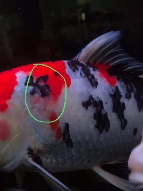 重度充血時如何挽救病魚，重度充血病魚如何挽救 重度充血時如何挽救病魚，重度充血病魚如何挽救 龍魚百科 第5張