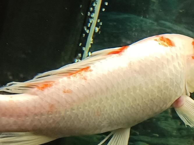 重度充血時如何挽救病魚，重度充血病魚如何挽救 重度充血時如何挽救病魚，重度充血病魚如何挽救 龍魚百科 第2張