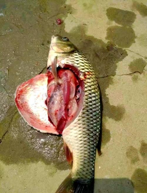重度充血時如何挽救病魚，重度充血病魚如何挽救 重度充血時如何挽救病魚，重度充血病魚如何挽救 龍魚百科 第3張
