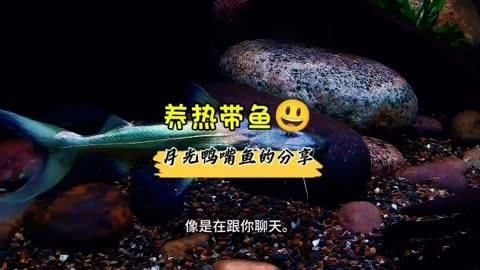 月光鴨嘴魚的飼養方法，月光鴨嘴魚的飼養指南 月光鴨嘴魚的飼養方法，月光鴨嘴魚的飼養指南 龍魚百科 第9張