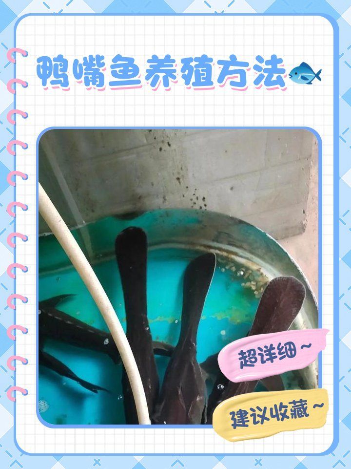 月光鴨嘴魚的飼養方法，月光鴨嘴魚的飼養指南 月光鴨嘴魚的飼養方法，月光鴨嘴魚的飼養指南 龍魚百科 第7張