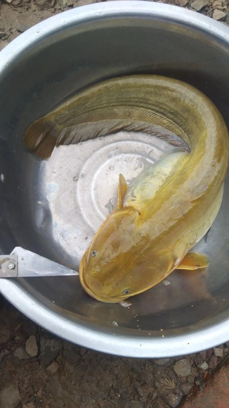 有沒有高清的年魚圖片推薦，如何找到高清的年魚圖片 有沒有高清的年魚圖片推薦，如何找到高清的年魚圖片 龍魚百科 第1張