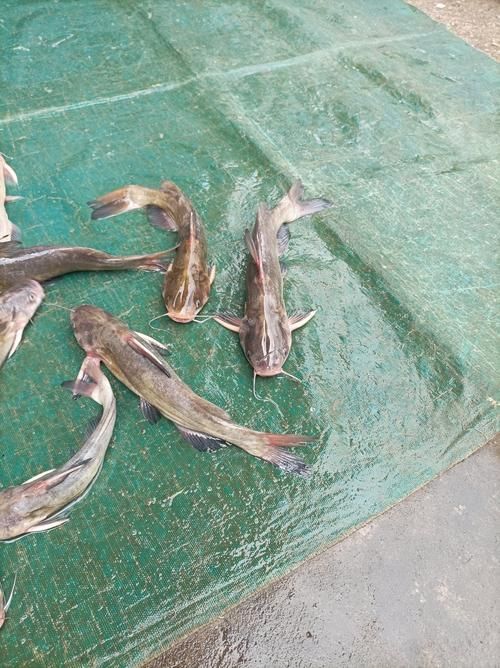 有沒有高清的年魚圖片推薦，如何找到高清的年魚圖片 有沒有高清的年魚圖片推薦，如何找到高清的年魚圖片 龍魚百科 第3張