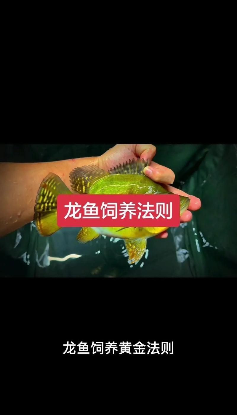 幼龍魚多久換一次水，|科學喂養與水質管理全攻略夢境邏輯糾錯 幼龍魚多久換一次水，|科學喂養與水質管理全攻略夢境邏輯糾錯 龍魚百科 第1張