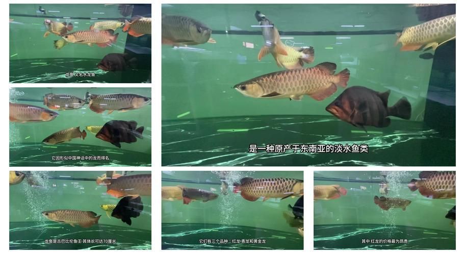 除了西加里曼丹，還有哪些地區產龍魚？，全球龍魚產地與品種對照表