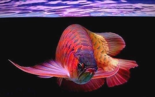 除了西加里曼丹，還有哪些地區產龍魚？，全球龍魚產地與品種對照表