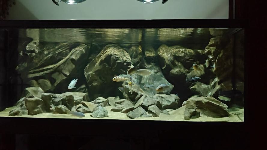 如何設置三湖慈鯛的魚缸，三湖慈鯛魚缸設置 如何設置三湖慈鯛的魚缸，三湖慈鯛魚缸設置 龍魚百科 第3張