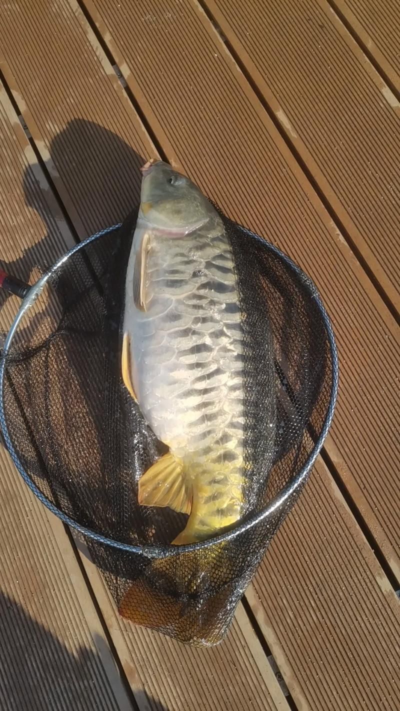 如何預防豎鱗病和魚波豆蟲病,如何防治魚波豆蟲病 龍魚百科 第2張 如何預防豎鱗病和魚波豆蟲病,如何防治魚波豆蟲病 如何預防豎鱗病和魚波豆蟲病,如何防治魚波豆蟲病 龍魚百科 第2張