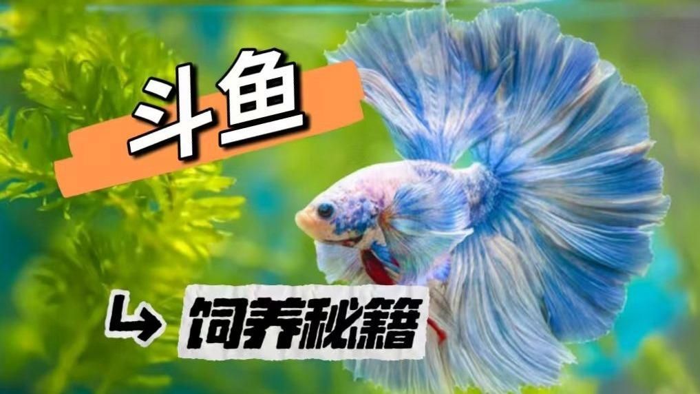 36寬的魚缸適合養(yǎng)什么魚？，36厘米寬的魚缸適合養(yǎng)什么魚