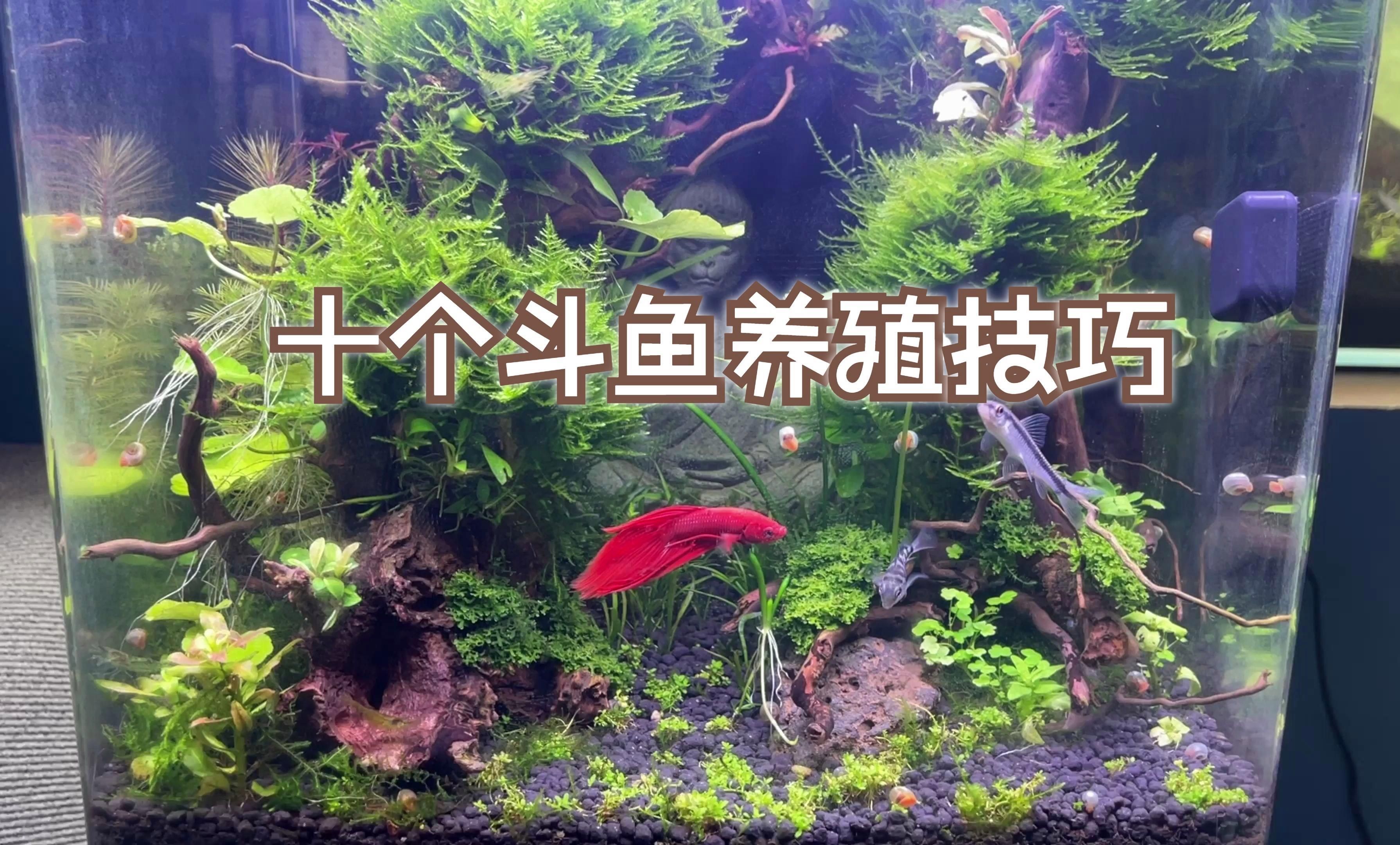 36寬的魚缸適合養(yǎng)什么魚？，36厘米寬的魚缸適合養(yǎng)什么魚