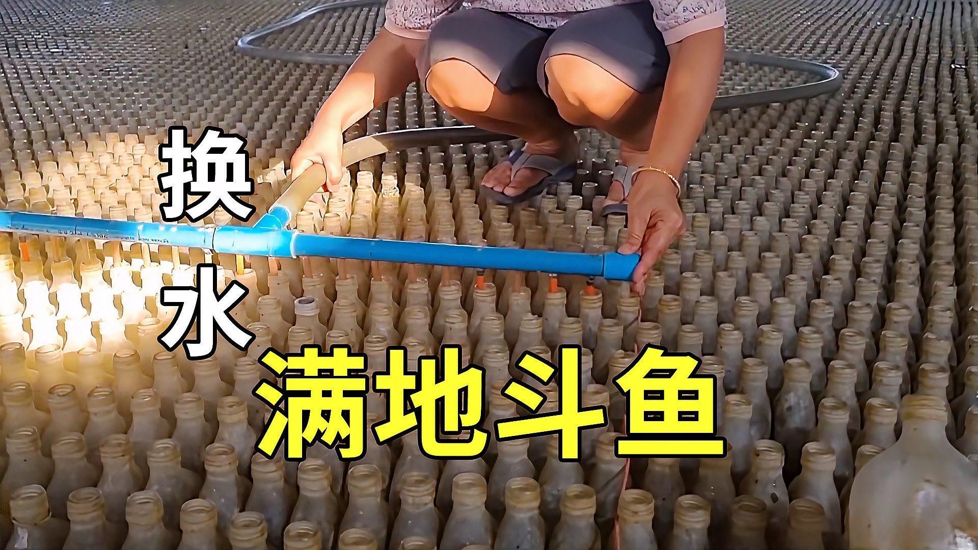 36寬的魚缸適合養(yǎng)什么魚？，36厘米寬的魚缸適合養(yǎng)什么魚