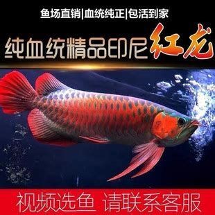 有哪些龍魚品種適合24小時開燈？，龍魚品種適合24小時開燈的品種適合“24小時強光開燈” 有哪些龍魚品種適合24小時開燈？，龍魚品種適合24小時開燈的品種適合“24小時強光開燈” 龍魚百科 第1張