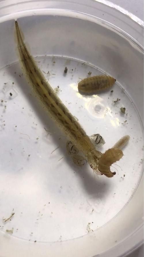 如何判斷龍魚是否感染外寄？，——權威診斷指南（1000字和配圖）