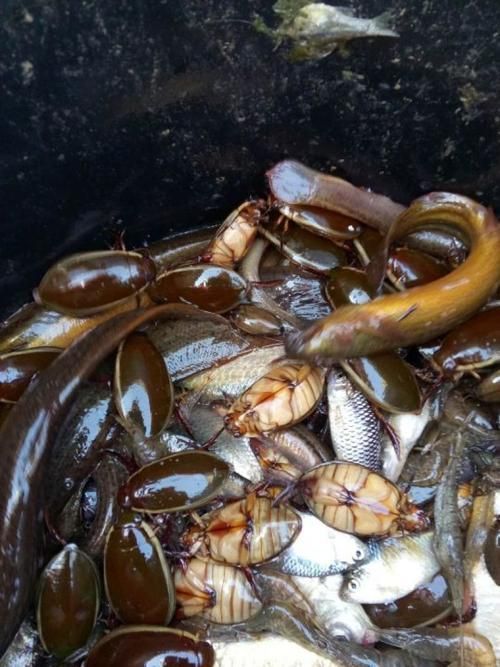 如何判斷龍魚是否感染外寄？，——權威診斷指南（1000字和配圖）