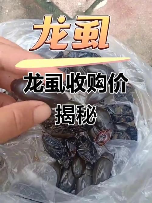 如何判斷龍魚是否感染外寄？，——權(quán)威診斷指南（1000字和配圖）