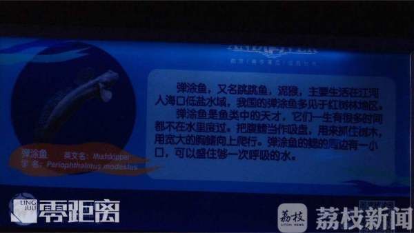 黑桃A魚的市場價格波動大嗎？
