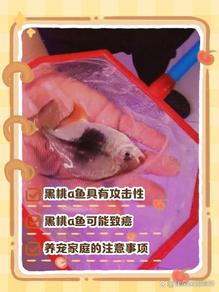 黑桃A魚的市場價格波動大嗎？