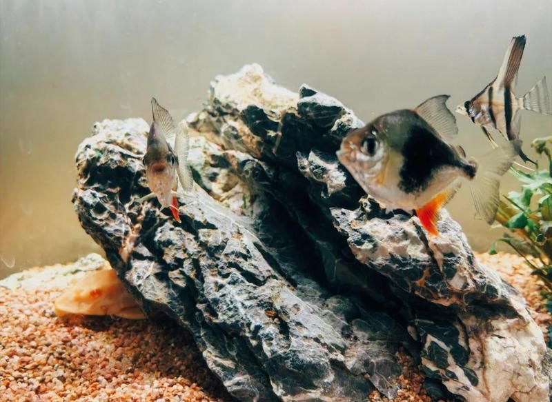 黑桃A魚的市場價格波動大嗎？