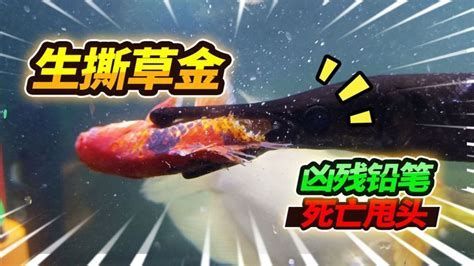 龍魚經常一抖甩頭，龍魚甩頭的主要原因及應對措施