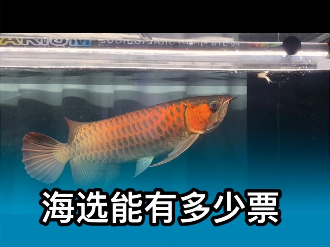 能詳細介紹一下2025龍魚大賽嗎？，關于2025年龍魚大賽的問題