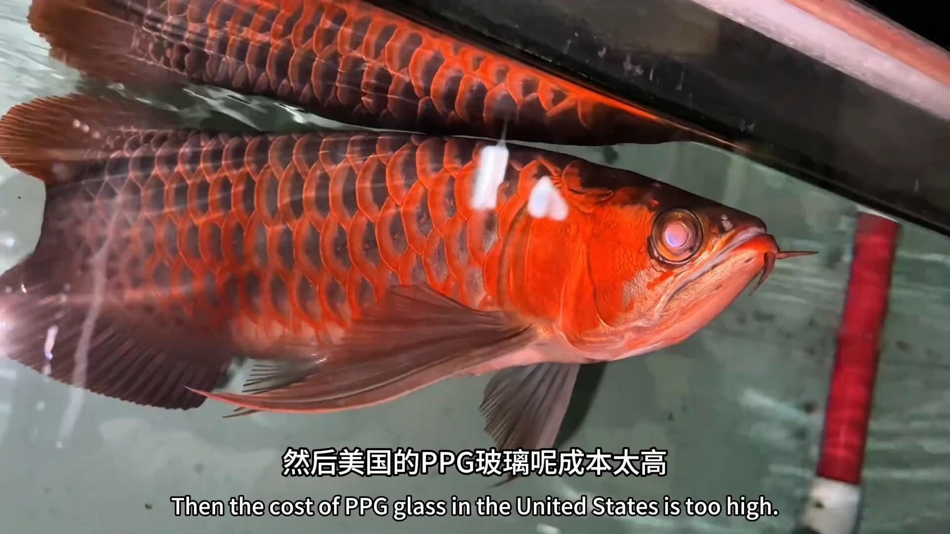 龍魚初期飼養需要哪些設備？，龍魚初期飼養需要哪些水質參數推薦幾款性價比高的龍魚飼養設備