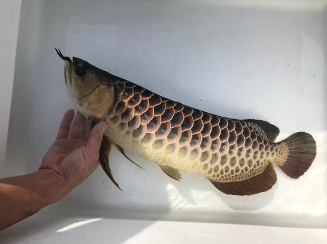 立達(dá)龍魚的價(jià)格范圍，立達(dá)龍魚的價(jià)格范圍在幾十元到幾百元人民幣不等 立達(dá)龍魚的價(jià)格范圍，立達(dá)龍魚的價(jià)格范圍在幾十元到幾百元人民幣不等 龍魚百科 第3張