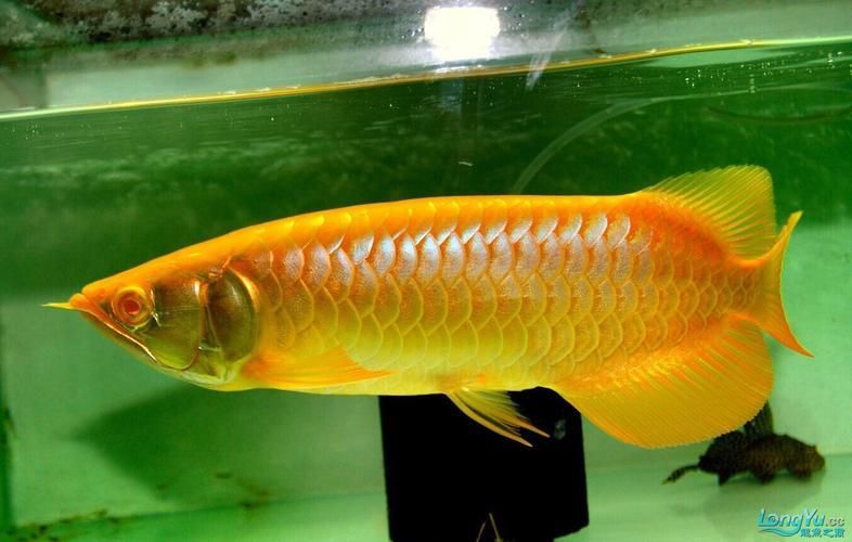 立達(dá)龍魚的價(jià)格范圍，立達(dá)龍魚的價(jià)格范圍在幾十元到幾百元人民幣不等 立達(dá)龍魚的價(jià)格范圍，立達(dá)龍魚的價(jià)格范圍在幾十元到幾百元人民幣不等 龍魚百科 第2張
