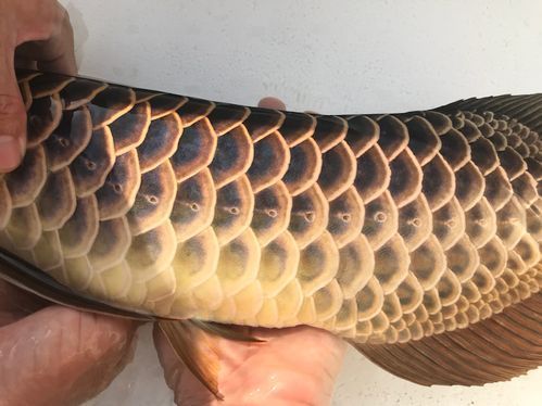 立達(dá)龍魚的價(jià)格范圍，立達(dá)龍魚的價(jià)格范圍在幾十元到幾百元人民幣不等 立達(dá)龍魚的價(jià)格范圍，立達(dá)龍魚的價(jià)格范圍在幾十元到幾百元人民幣不等 龍魚百科 第5張