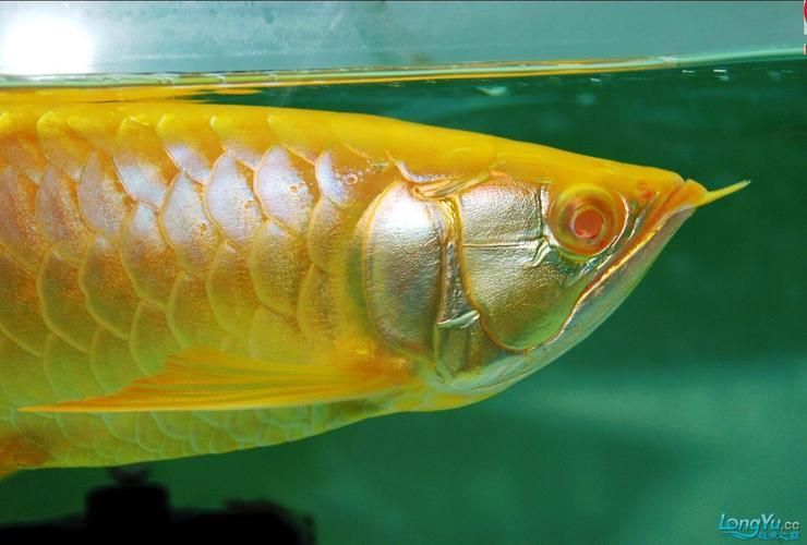 立達(dá)龍魚的價(jià)格范圍，立達(dá)龍魚的價(jià)格范圍在幾十元到幾百元人民幣不等 立達(dá)龍魚的價(jià)格范圍，立達(dá)龍魚的價(jià)格范圍在幾十元到幾百元人民幣不等 龍魚百科 第1張