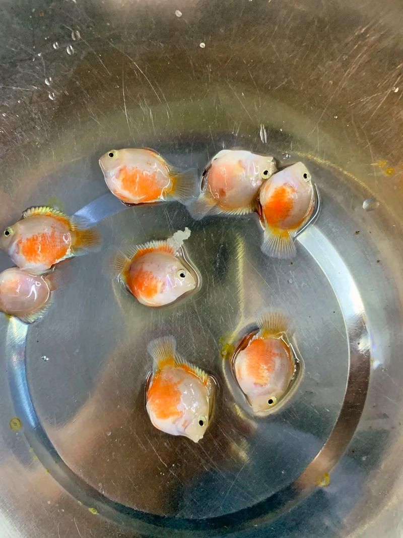 如何緩解迷你鸚鵡魚的充血癥狀，如何緩解迷你鸚鵡魚充血癥狀 如何緩解迷你鸚鵡魚的充血癥狀，如何緩解迷你鸚鵡魚充血癥狀 龍魚百科 第5張