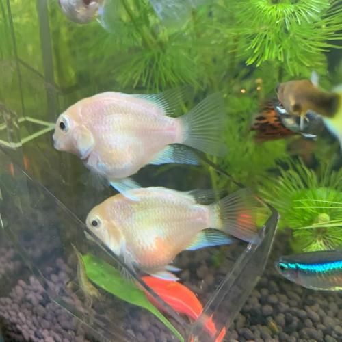 如何緩解迷你鸚鵡魚的充血癥狀，如何緩解迷你鸚鵡魚充血癥狀 如何緩解迷你鸚鵡魚的充血癥狀，如何緩解迷你鸚鵡魚充血癥狀 龍魚百科 第2張