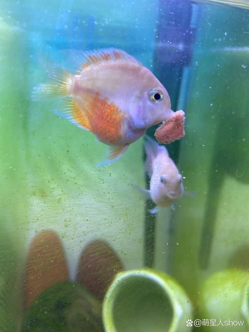 如何緩解迷你鸚鵡魚的充血癥狀，如何緩解迷你鸚鵡魚充血癥狀 如何緩解迷你鸚鵡魚的充血癥狀，如何緩解迷你鸚鵡魚充血癥狀 龍魚百科 第1張